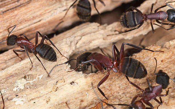 Please create a brief 1 sentence description of the attached imageEditThe image shows several large reddish-brown ants with prominent mandibles crawling on weathered wood, appearing to be carpenter ants or a similar species.